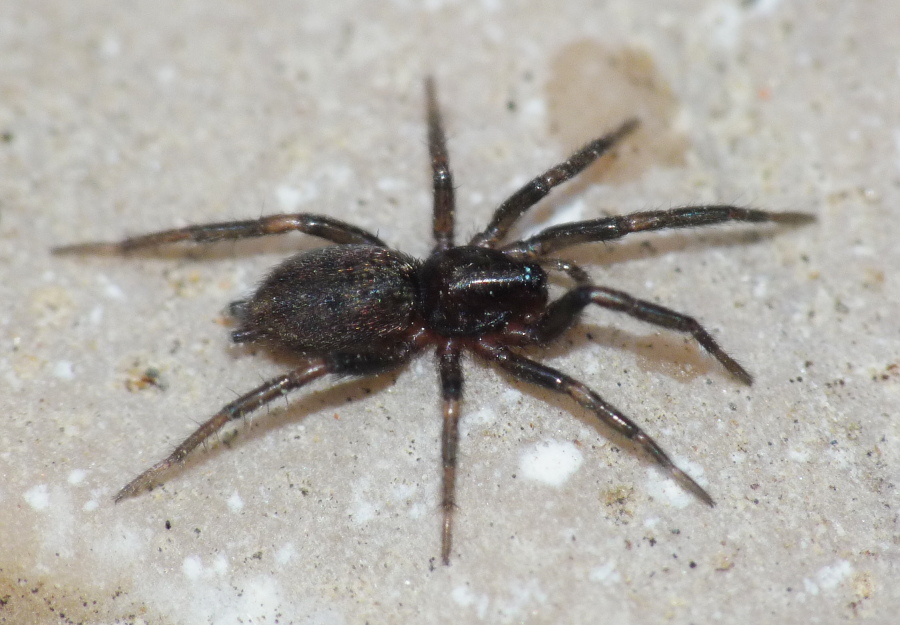Da identificare (Gnaphosidae)